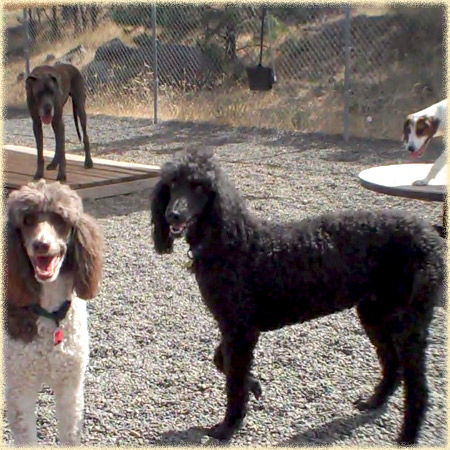 daycarePoodles_1