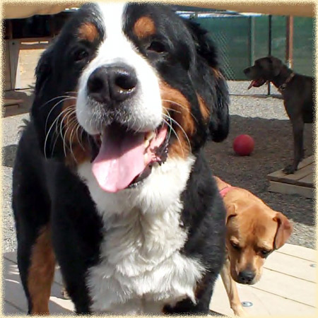 daycareStBernard_2