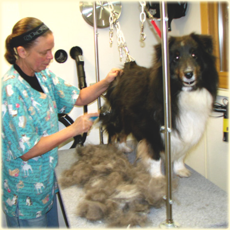 Eagle Caves Pet resort grooming